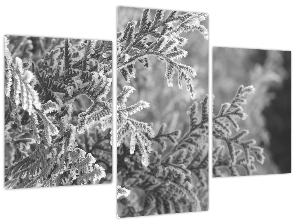 Kép - Lucfenyő erdő (90x60 cm)