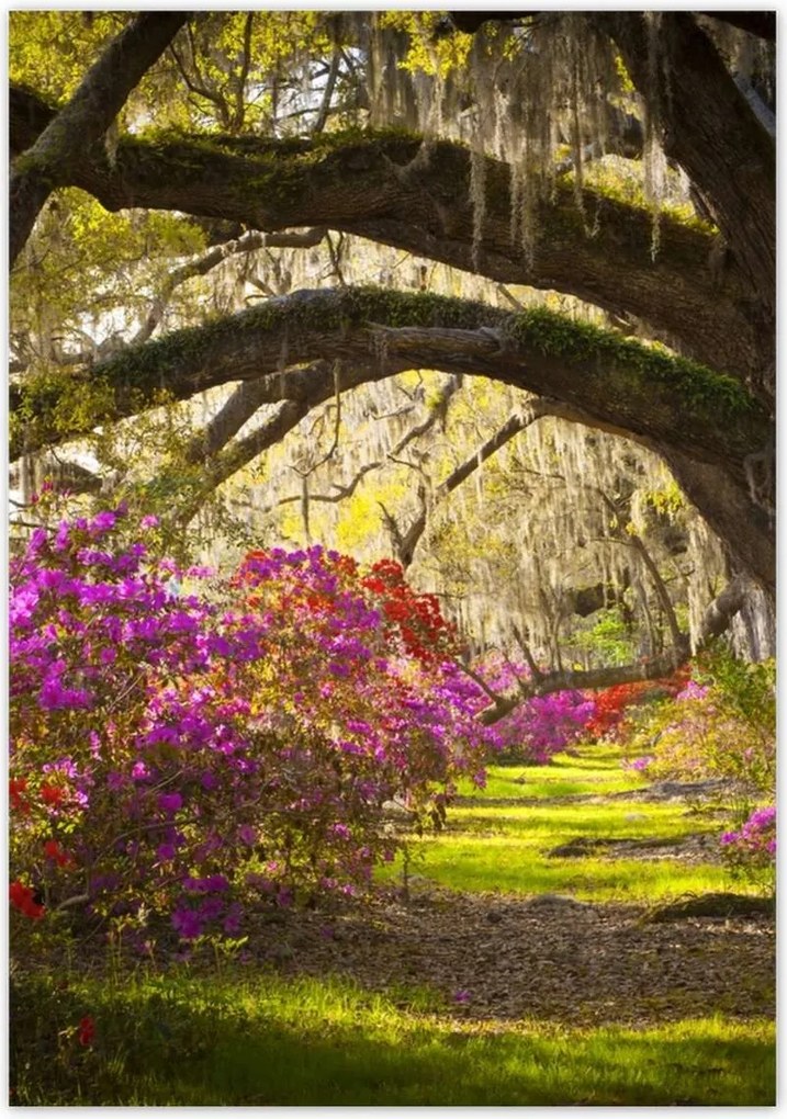 Poszterek 70x100 Tölgyfa sikátor