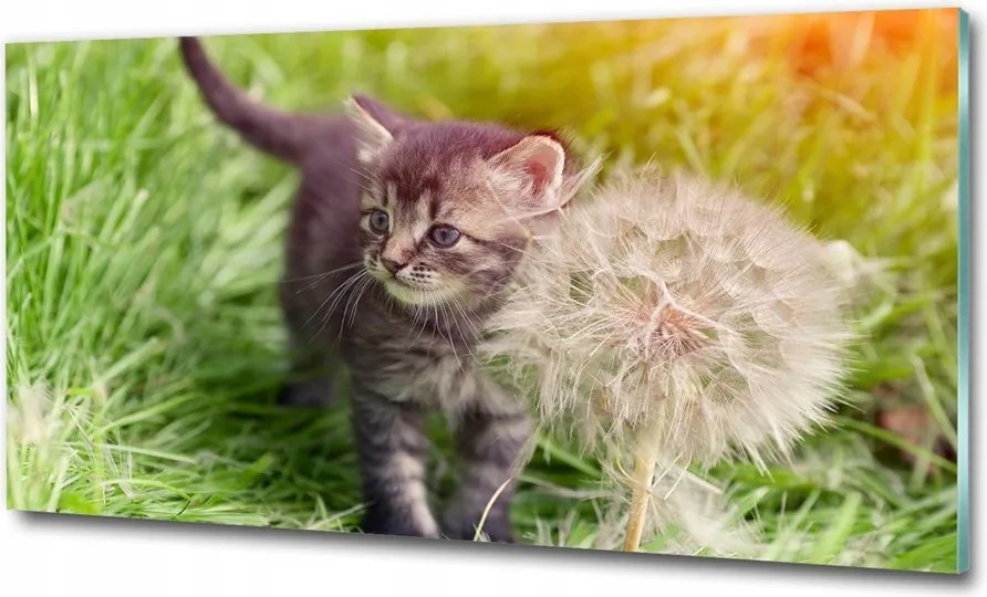 Fotó-üvegkép Cica pitypanggal 125x50