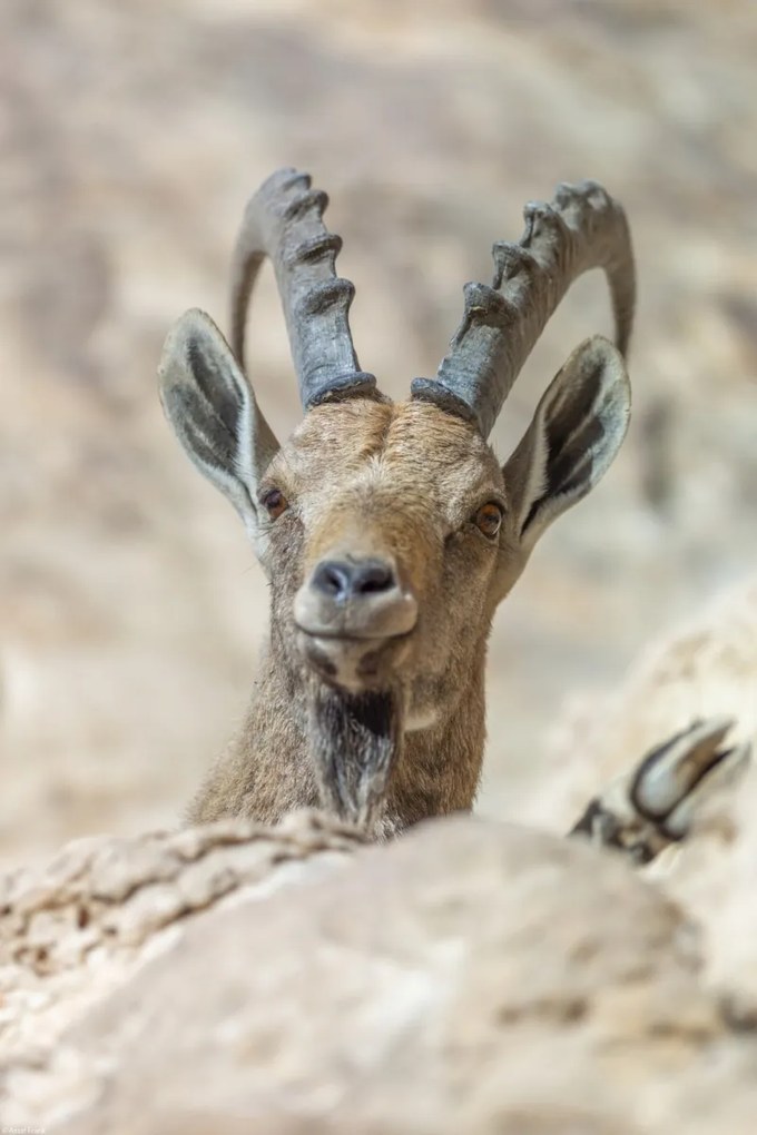 Poszter 30x45cm Nubiana Ibex 5, Assaf Frank