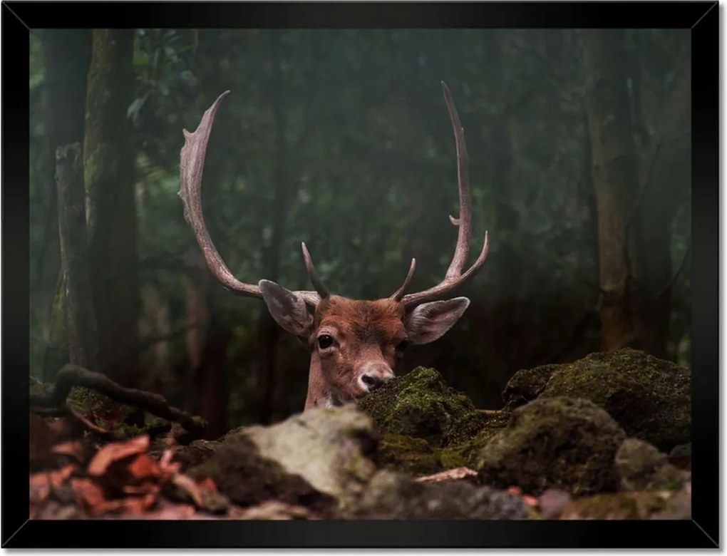 Poszter keretben 40x30 Szarvas felszarvazott