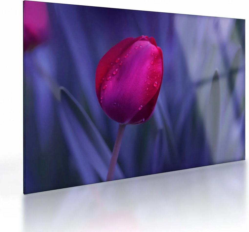 Tulipán bimbó képe (üvegen) (70x50 cm)