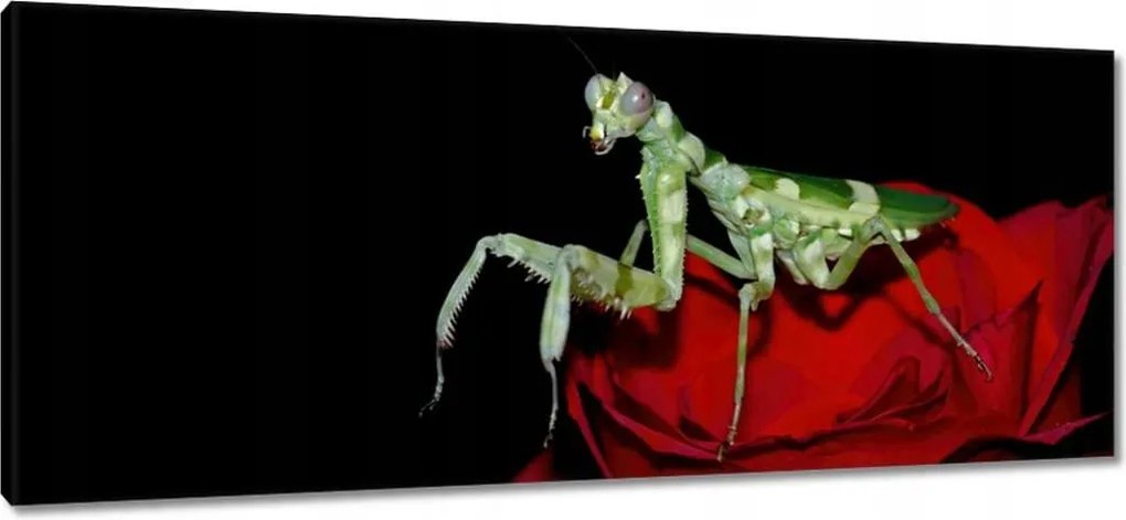 Vászonkép 100x40 Sáska piros virág