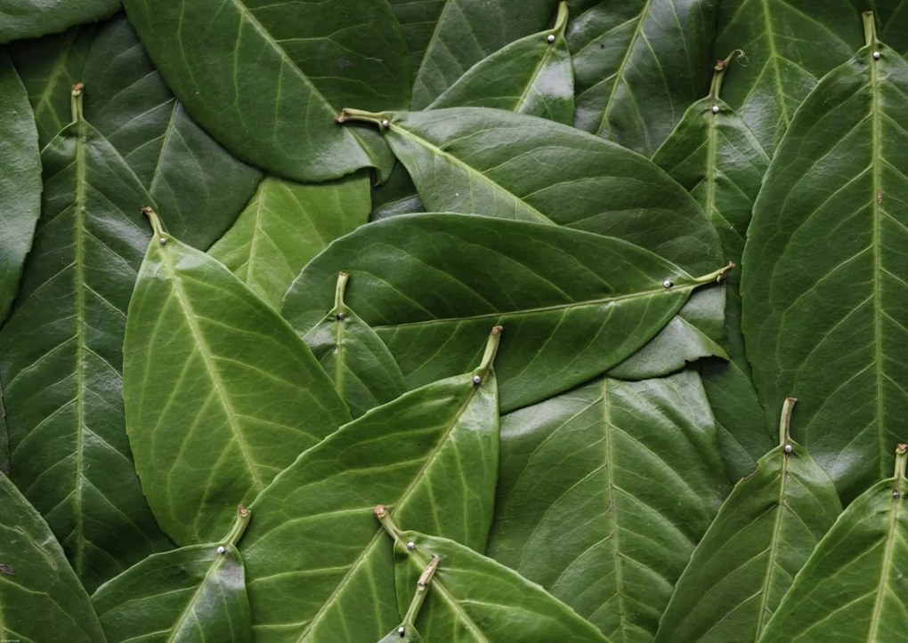 Poszter 84x59,5cm Zöld levelek, Assaf Frank