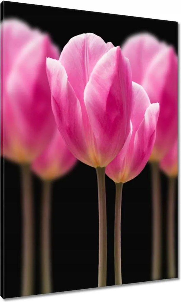 Vászonkép 70x100 Tulipánok Virágok