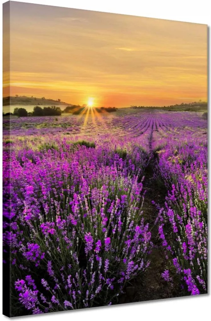 Vászonkép 30x40 Levendula naplemente