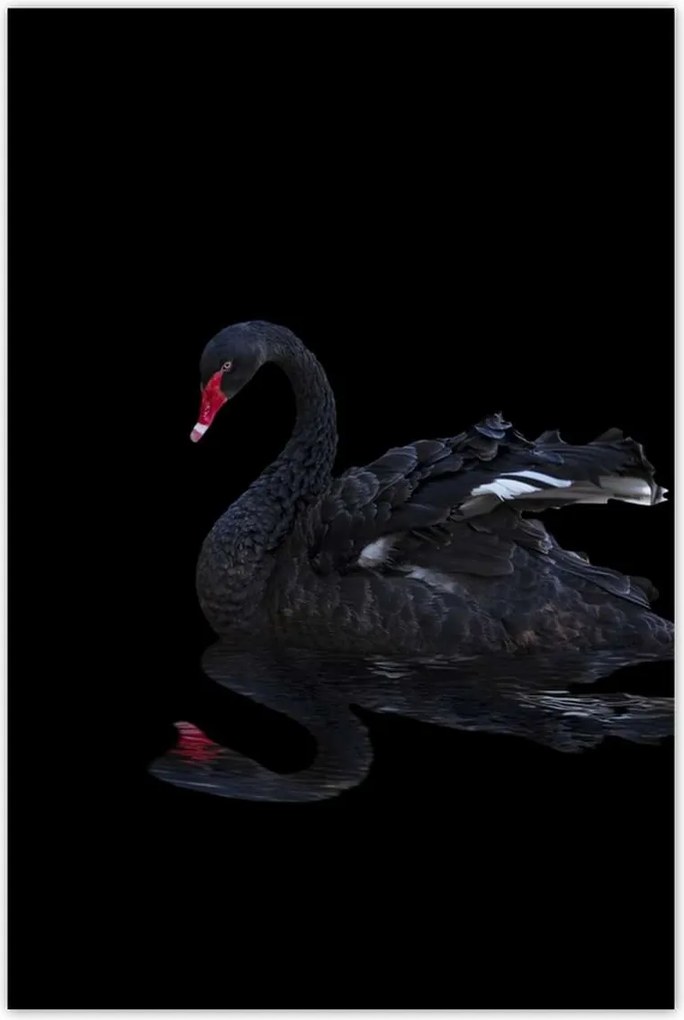 Poszterek 80x120 Gyönyörű fekete hattyú