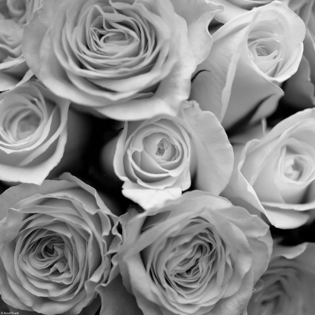 Poszter 30x30cm Közelkép rózsafüzérhez, Assaf Frank
