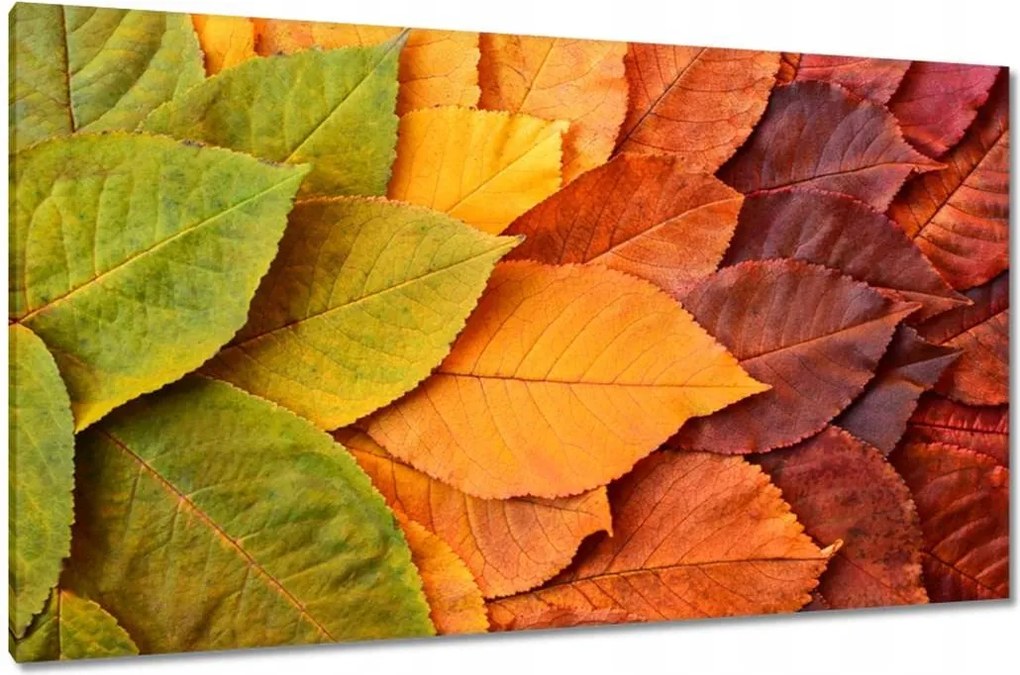 Vászonkép 120x70 Őszi színes levelek Levelek az ősz színeiben