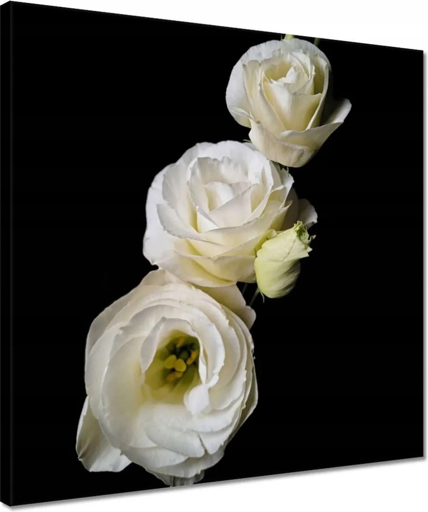 Vászonkép 40x40 Eustoma russellianum