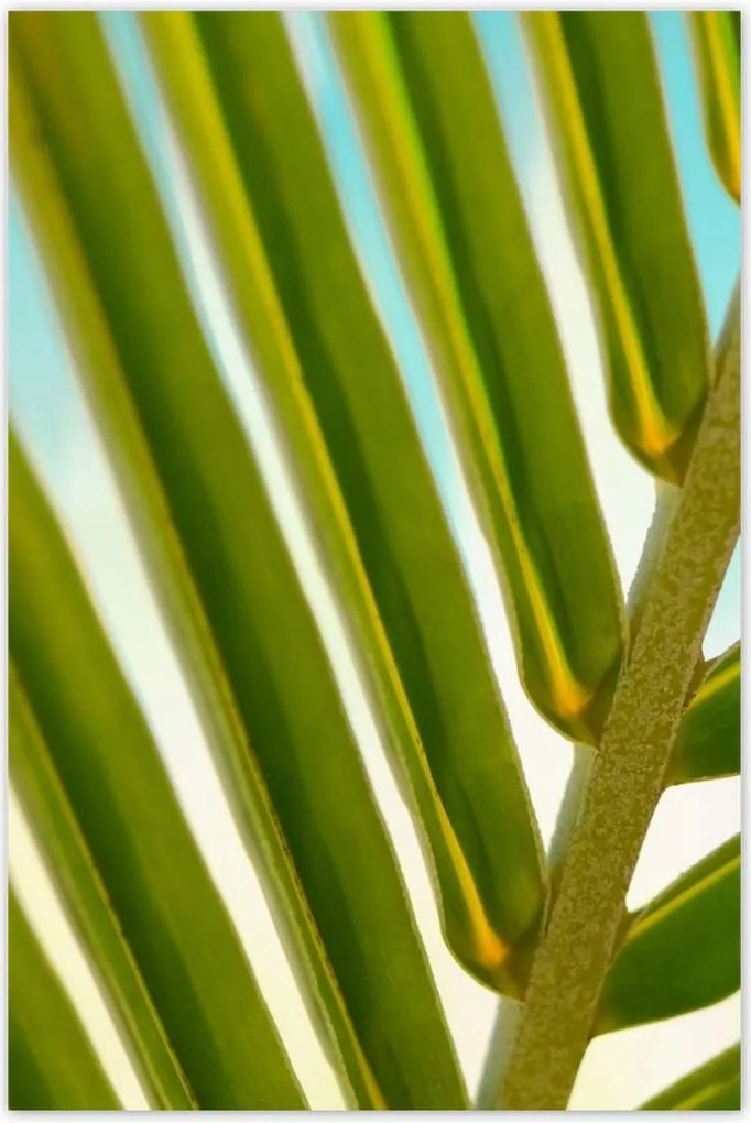 Poszterek 80x120 Pálmalevél Levél