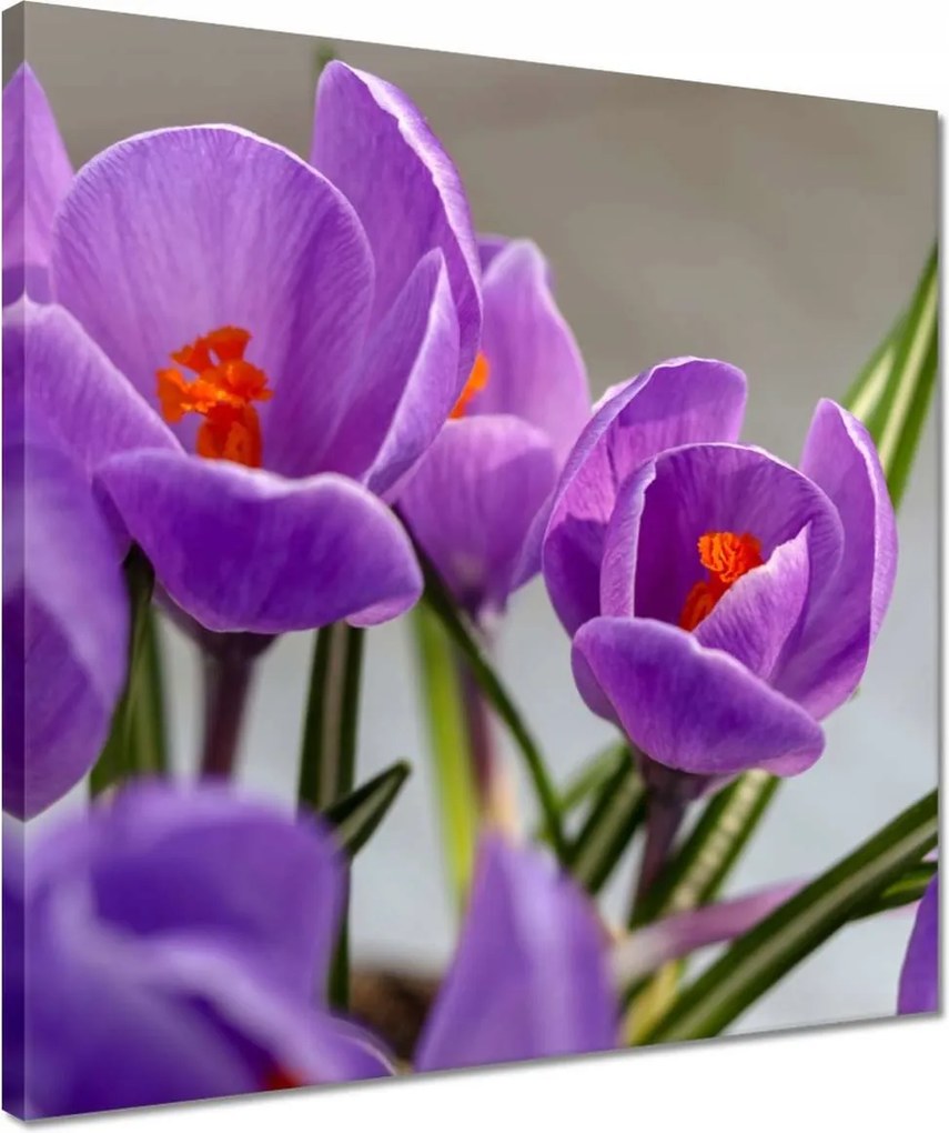 Vászonkép 40x40 Krokus Virágok
