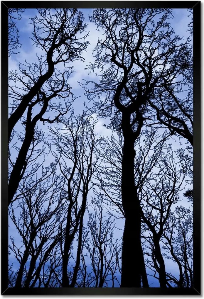 Poszterek keretben 40x60 Erdő Fák Kilátás alulról