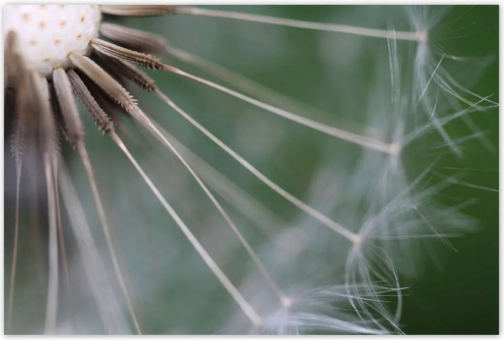 Poszterek 120x80 Pitypang Virág Virágok