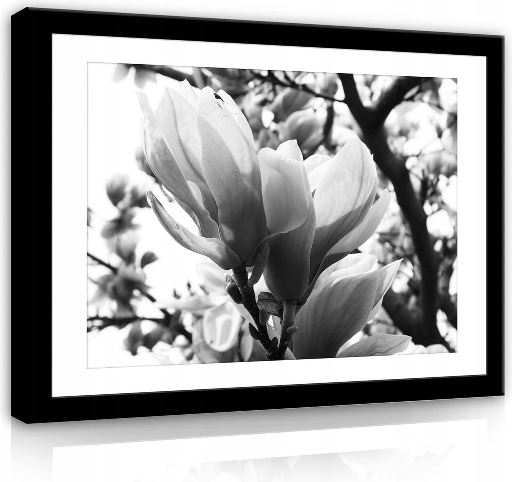 Vászonkép 80x60 Magnólia virágok tavasz virágzás finomság természet nyugalom