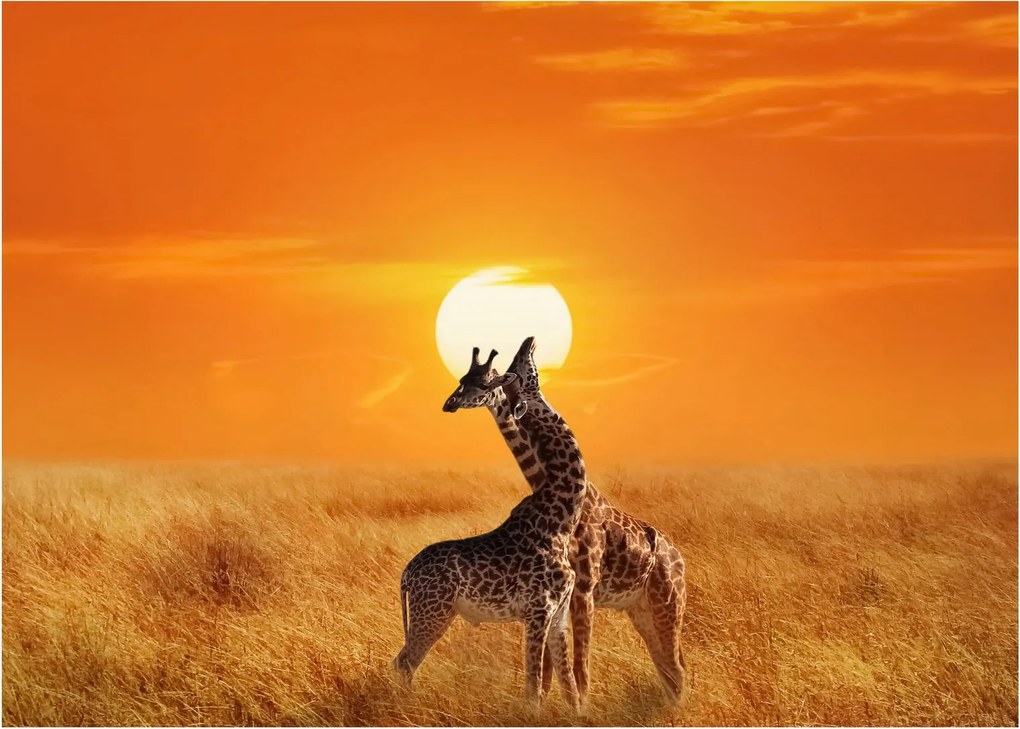 Kép - Zsiráfok a Serengeti Nemzeti Parkban (70x50 cm)