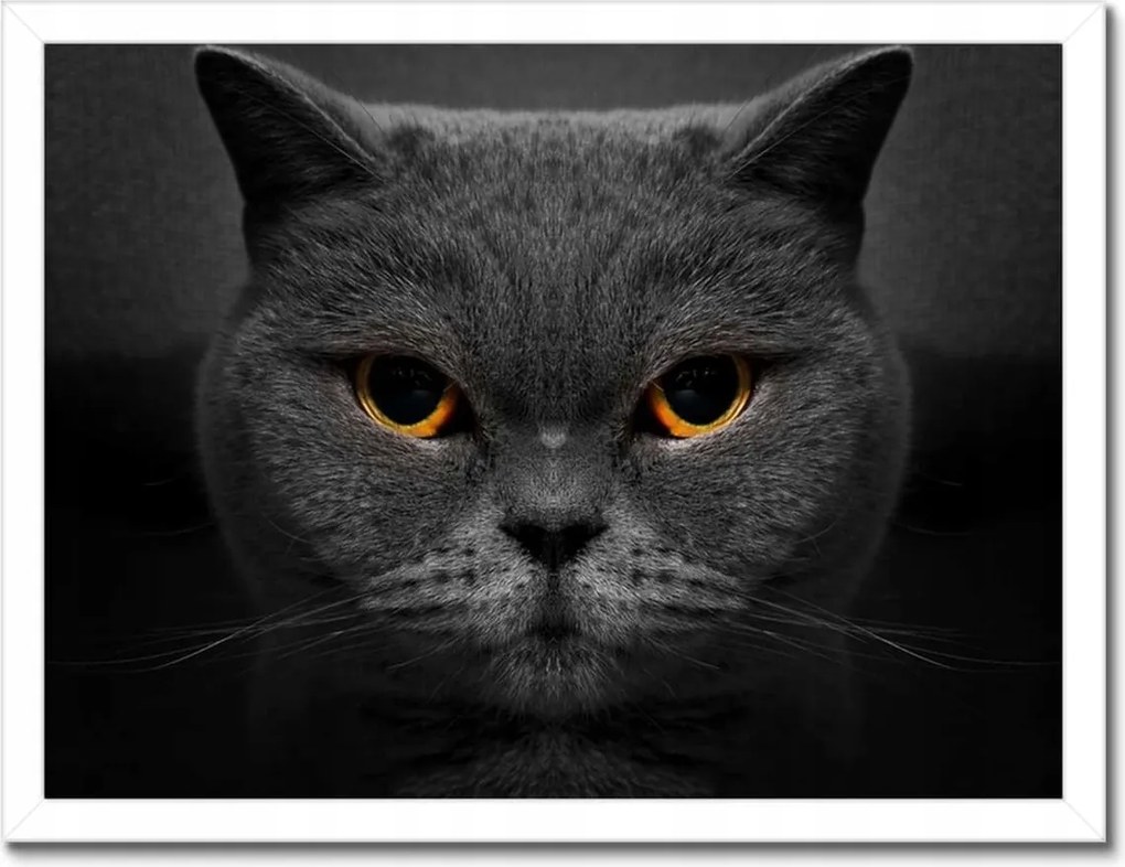 Poszterek keretben 40x30 Méltóságteljes macska