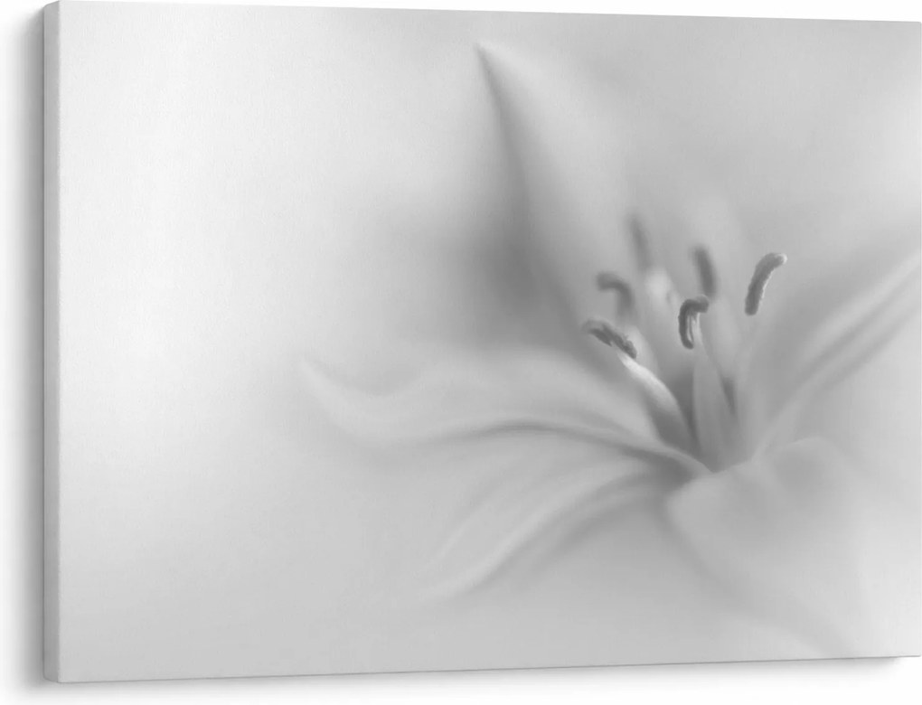 Kép - Delicate Lily (70x50 cm)