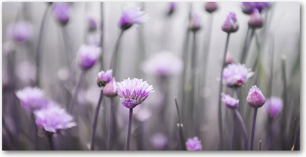 Konyhai panel Metélőhagyma virágok 140x70 Ragasztó