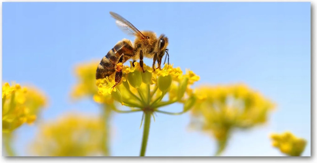 Fotó üvegkép Méh a virágon 140x70