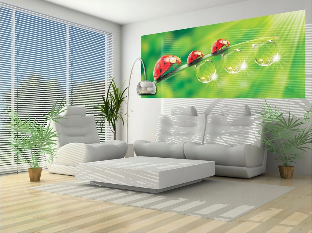 Fotótapéta Katicabogár Rosie Natura 250x104 Harmónia és nyugalom Reggel +ragasztó