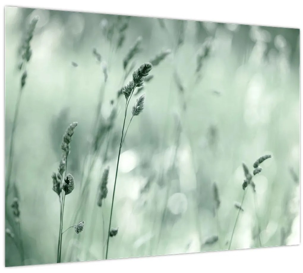 Kép - Zöld rét (70x50 cm)