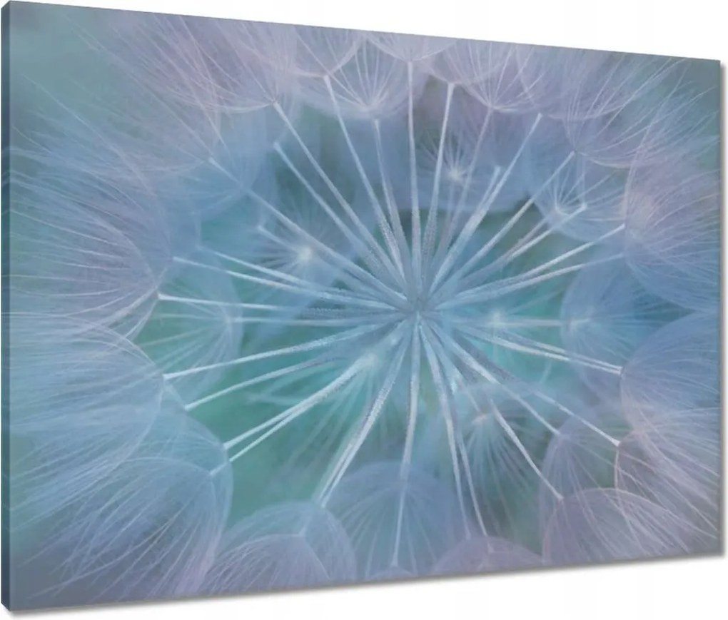 Vászonkép 80x60 Pitypang Virág Virágok