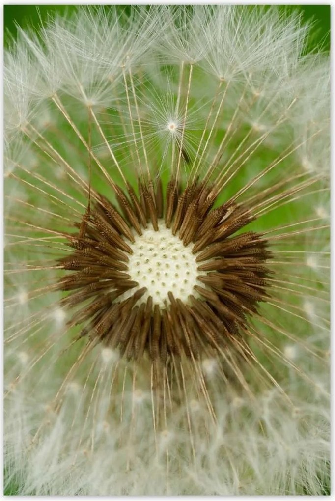 Plakátok 80x120 Gyermekláncfű virágok