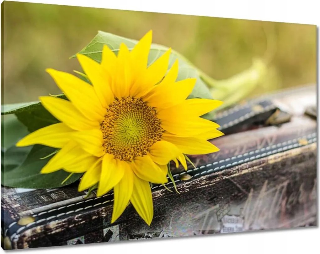 Vászonkép 100x70 Napraforgó a bőröndben