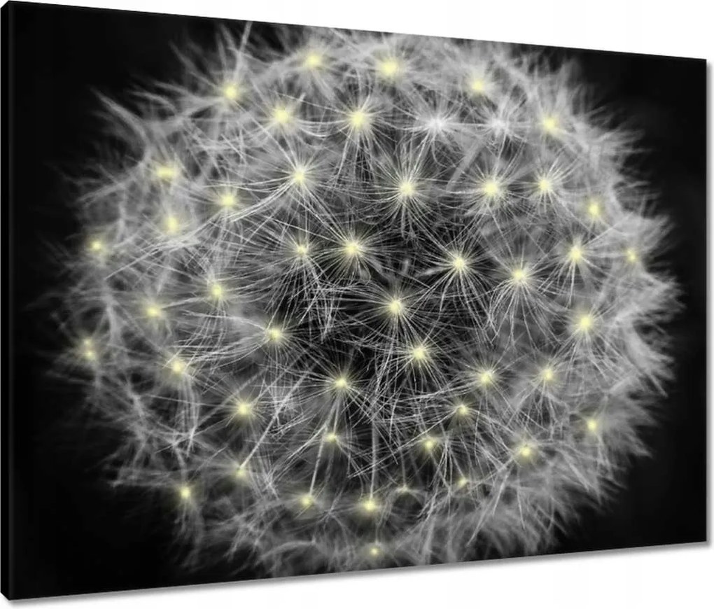 Vászonkép 80x60 Pitypang Virág Virágok