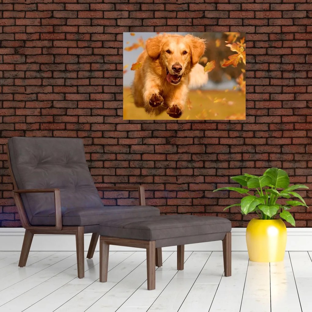 Kép - Golden Retriever (70x50 cm)