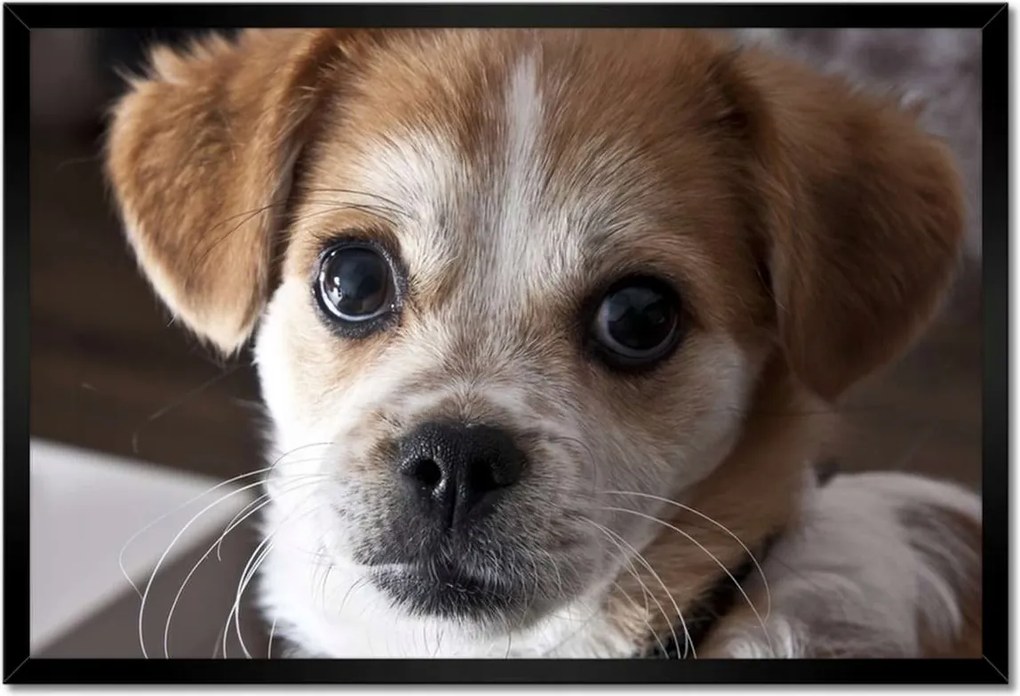 Poszterek keretben 60x40 Kutya