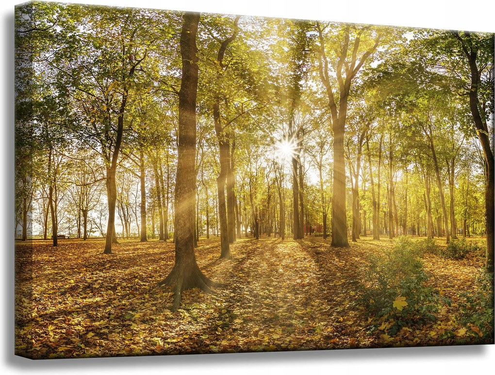 Vászonkép Nap a fák között az erdőben 60x40 cm Ideális ajándék