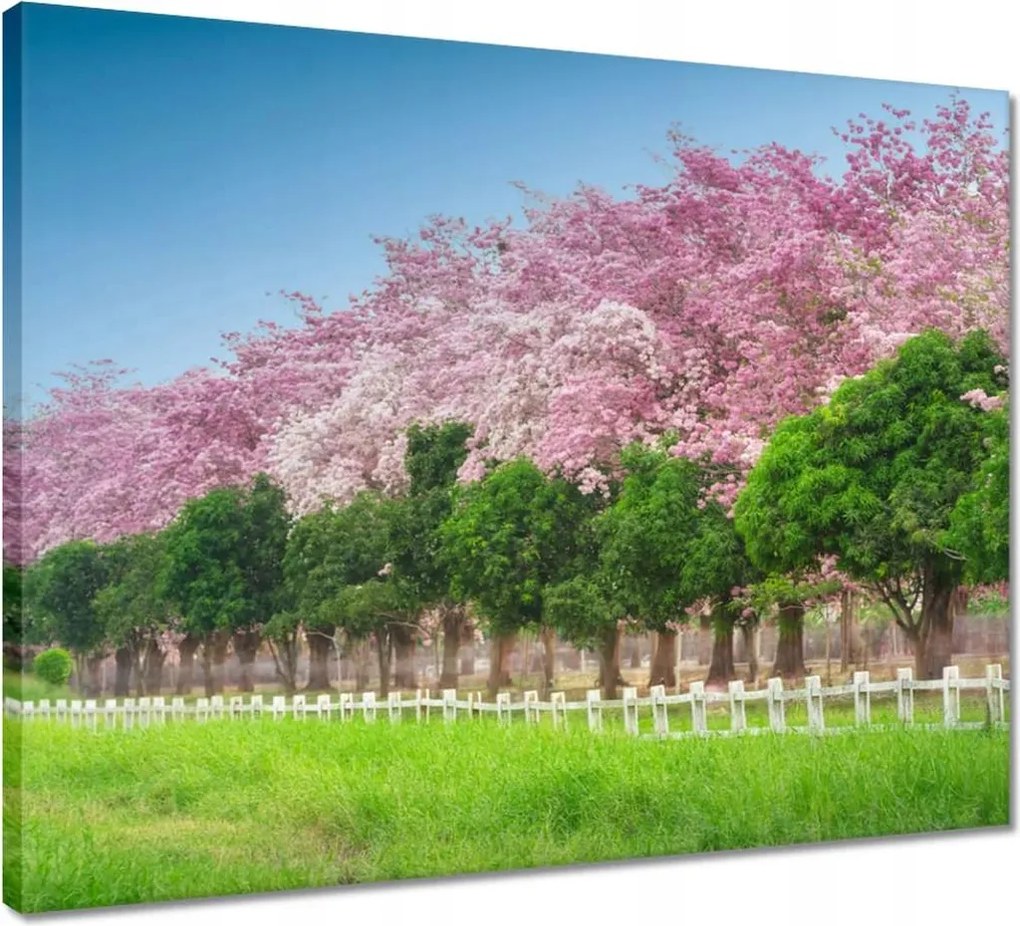 Vászonkép 50x40 Cseresznyés tájkép