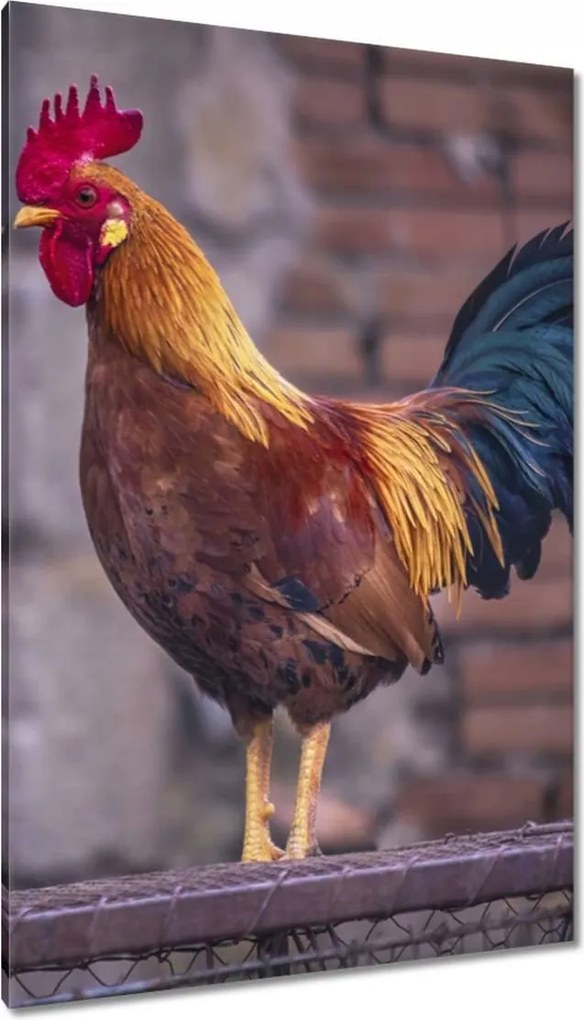 Vászonkép 80x120 Kakas Egy igazi harcos