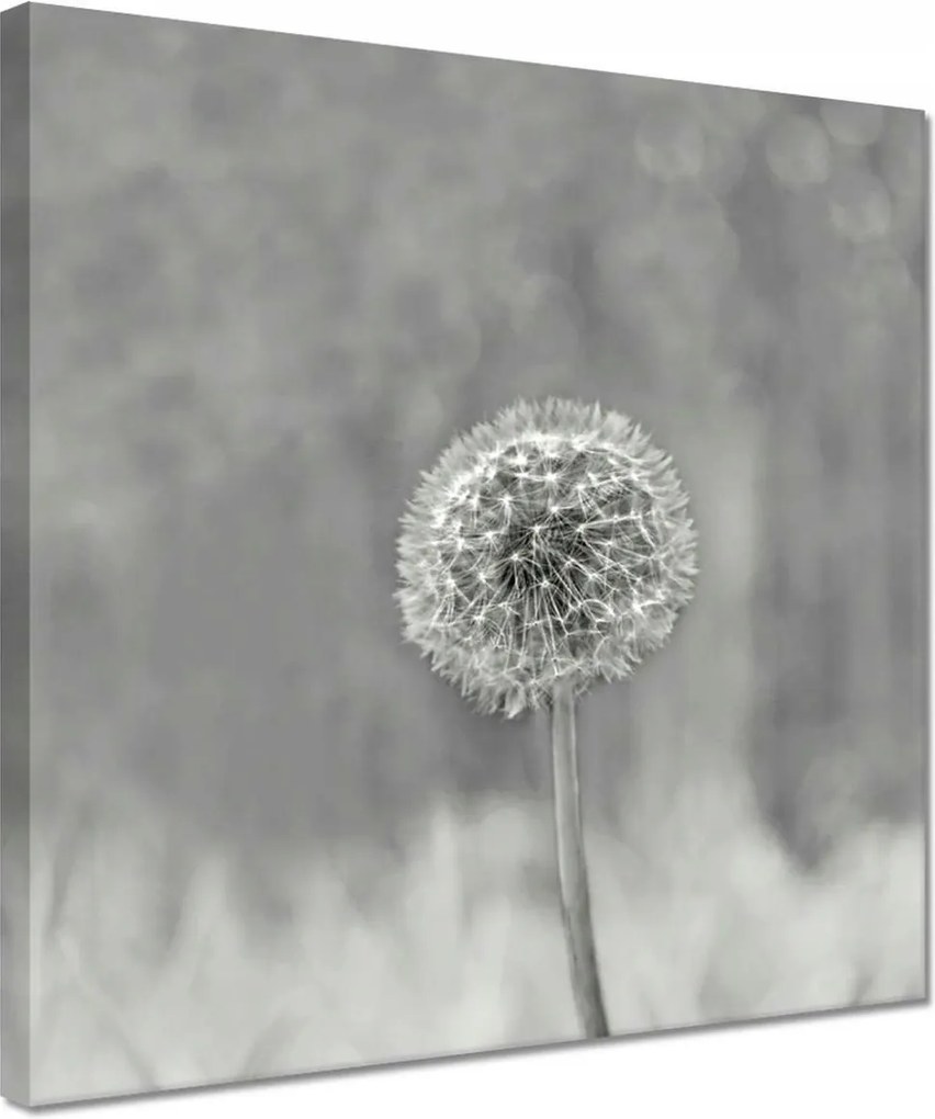 Vászonkép 30x30 Pitypang