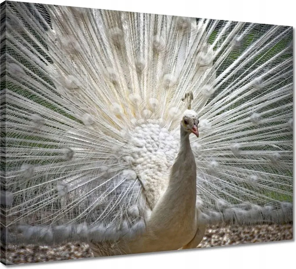 Vászonkép 50x40 Madarak