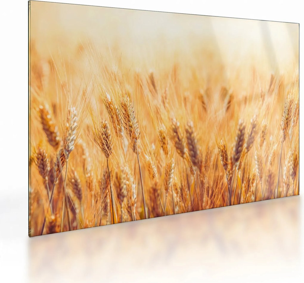 Kép - mező gabonával (üvegen) (70x50 cm)
