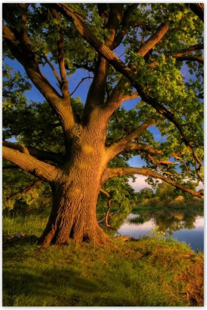 Poszterek 60x90 Tölgy a croissant-ban