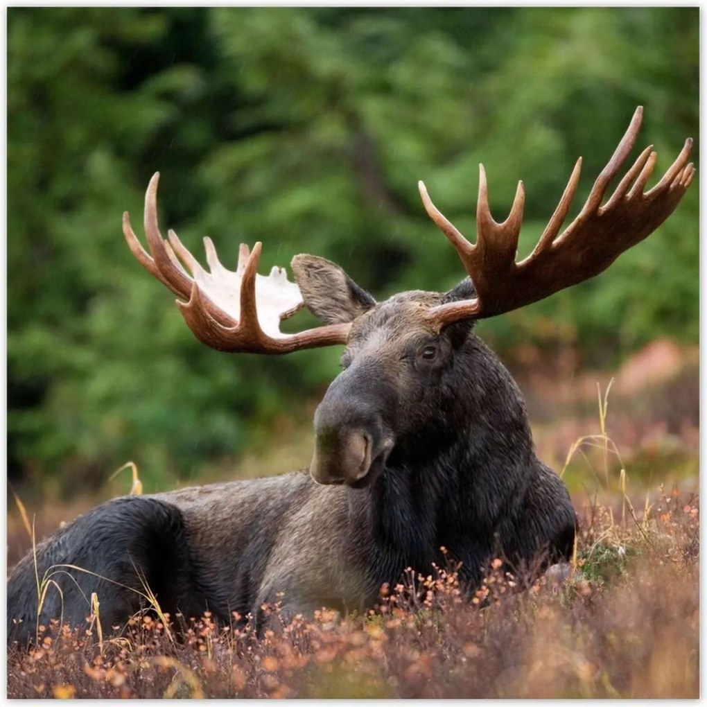 Poszterek 100x100 Szarvas a csarnokban