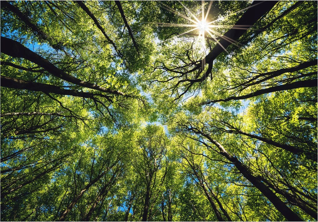 Fotótapéta Korona Fák Zöld 3D Hálószoba Nappali Tapéta 368x254