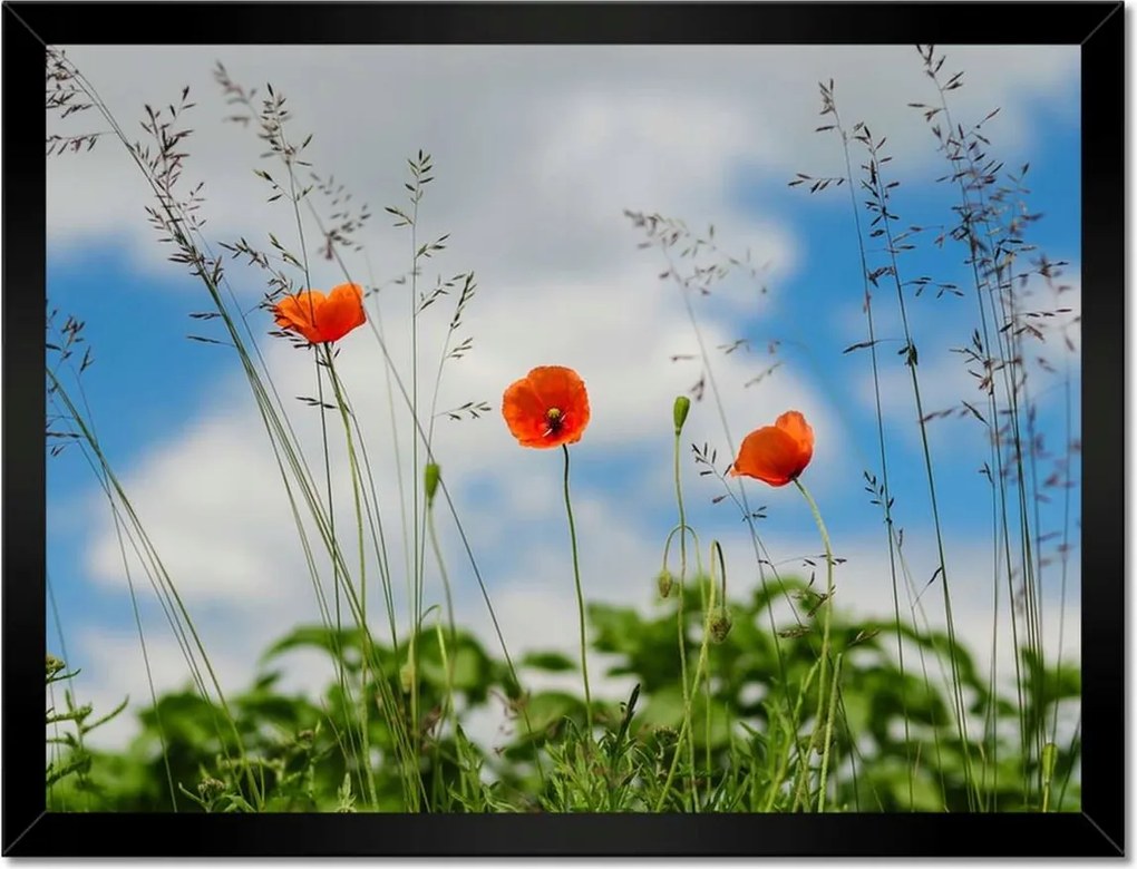 Poszterek keretben 40x30 Piros mezei pipacs