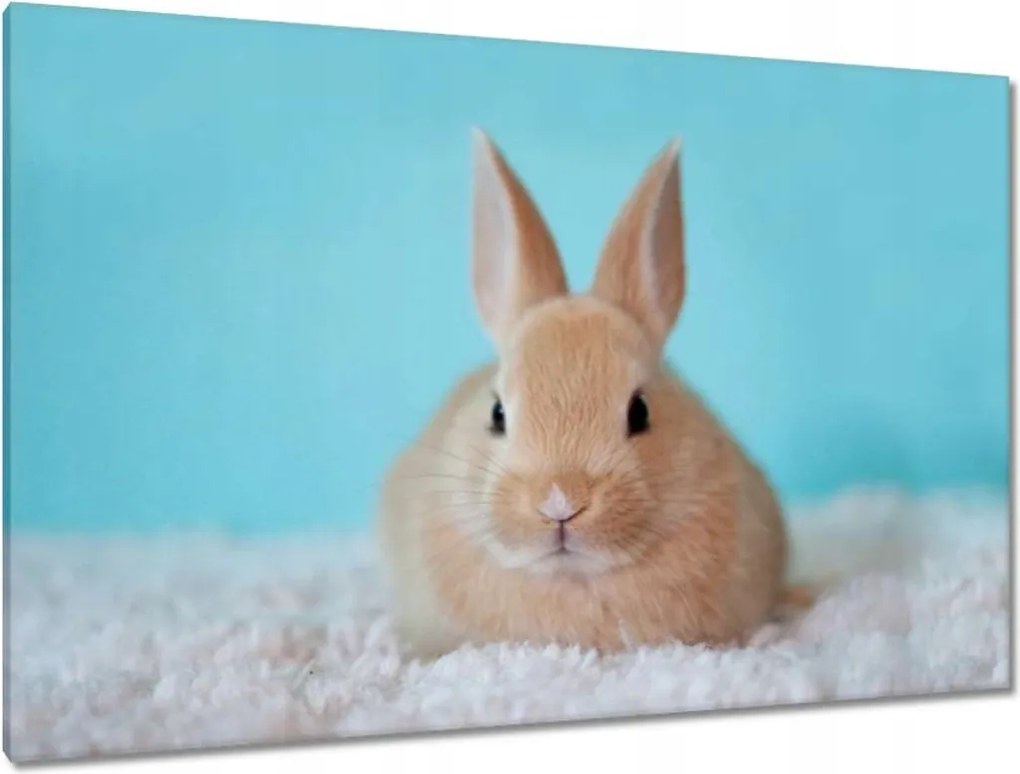 Festmények 120x80 Nyuszi