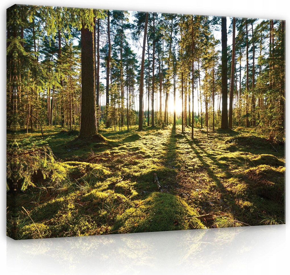 Vászonkép Erdő Fák Természet Nagy 60x40