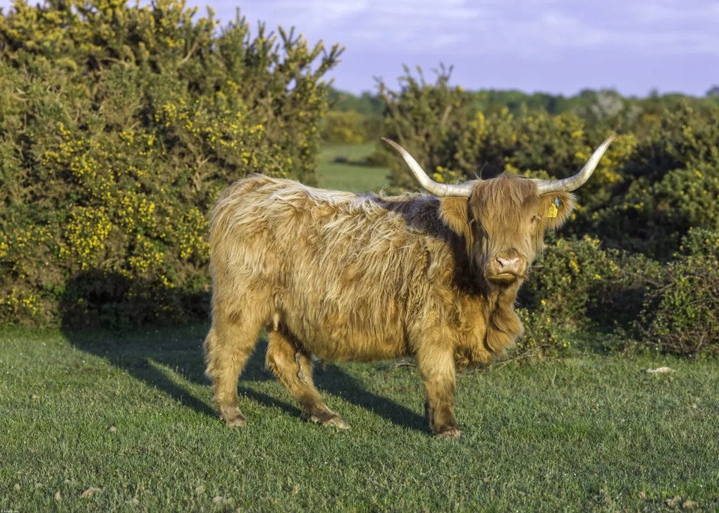 Poszter 70x50cm Tehén a faluban, Assaf Frank