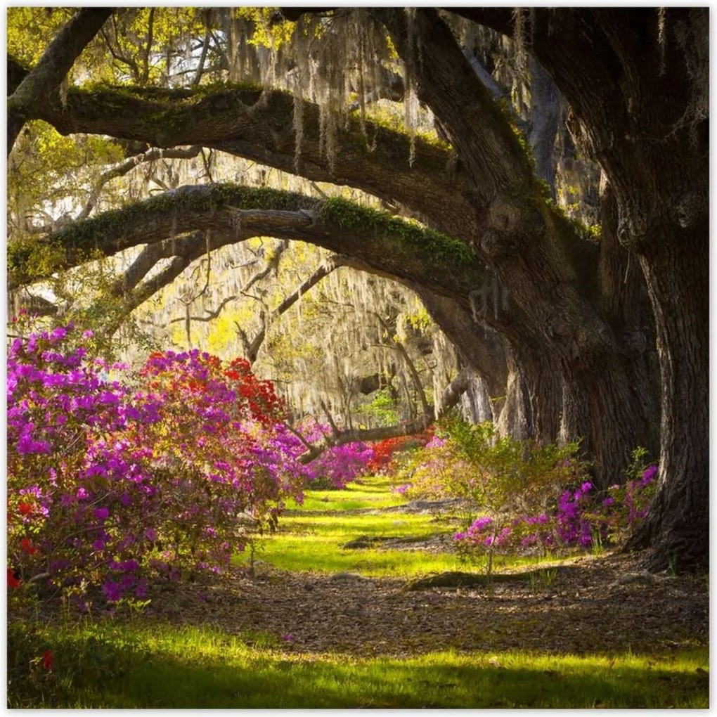 Poszterek 100x100 Tölgyfa sikátor