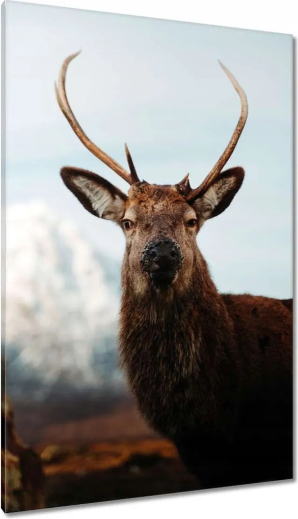 Vászonkép 80x120 Szarvas felszarvazott
