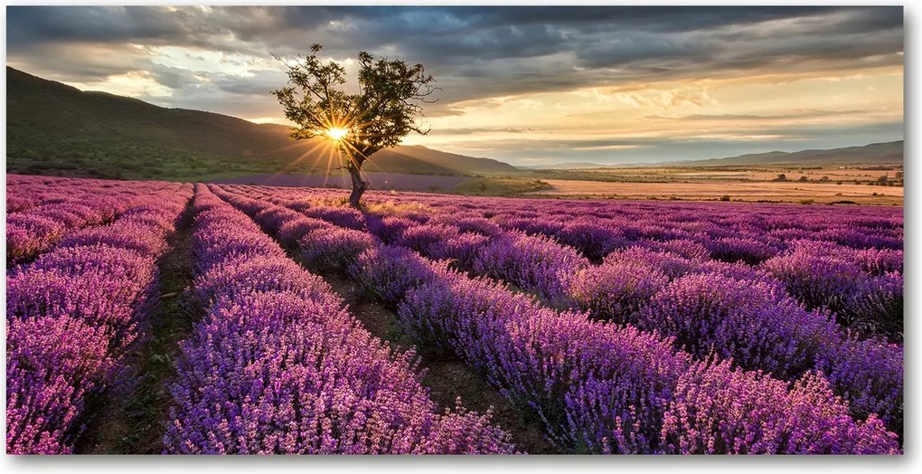 Fotó kép edzett üveg Levendula mező 140x70