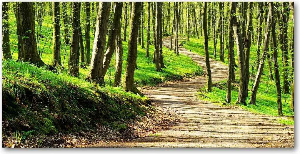 Fotótapéta üvegfalra Ösvény az erdőben 140x70