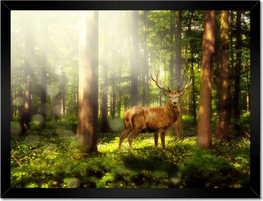 Poszterek keretben 40x30 Szarvas a varázslatos erdőben